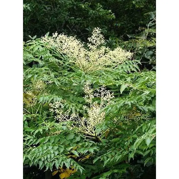 熊野古道 峠の蜂蜜2本セット【SW98】