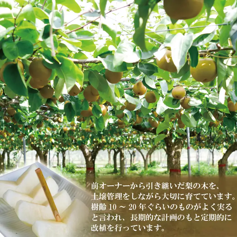 【先行予約】あい farm の梨 豊水 5kg (7～14玉)  (DQ002)