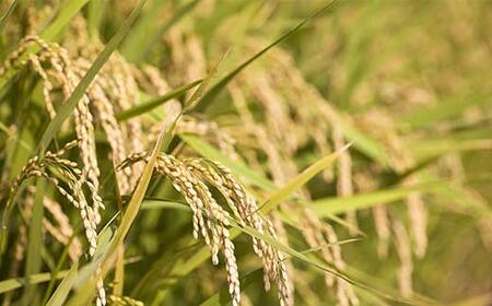 【令和8年産 新米 先行予約】 特別栽培米 つや姫 (精米) 5kg 《令和8年10月中旬～発送》 『フナヤマ農園』 山形南陽産 米 白米 ご飯 農家直送 山形県 南陽市 [2394-R8]