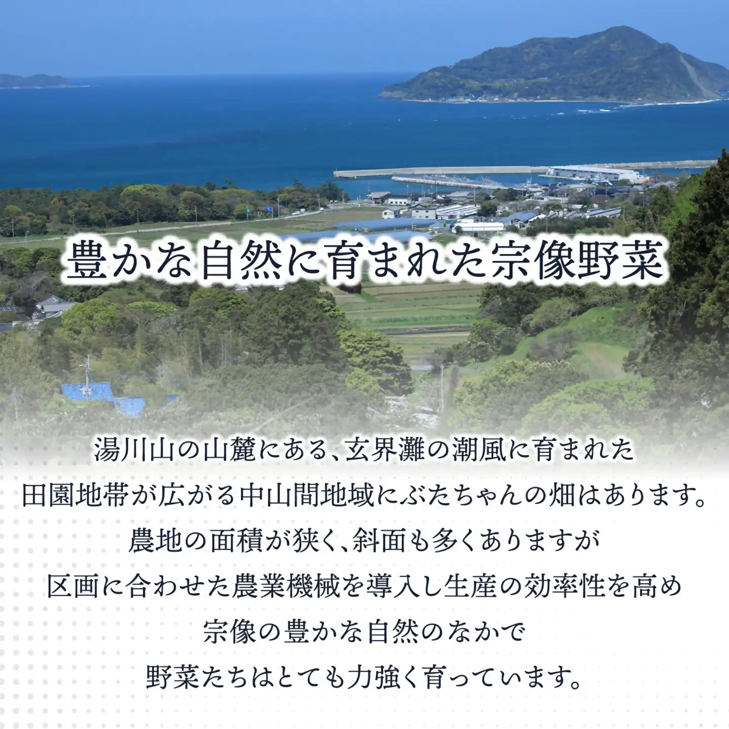 有機JAS認証 旬の野菜セット 8品【ぶたちゃんの畑】_HA1708