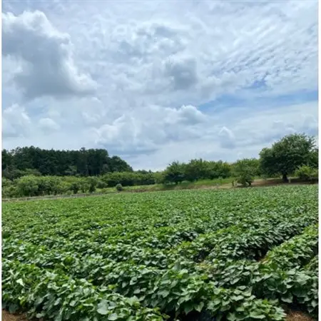 熟成蜜芋 ねっとり甘い 半熟スイートポテト120g×6個【配送不可地域：離島・沖縄県】【1618095】