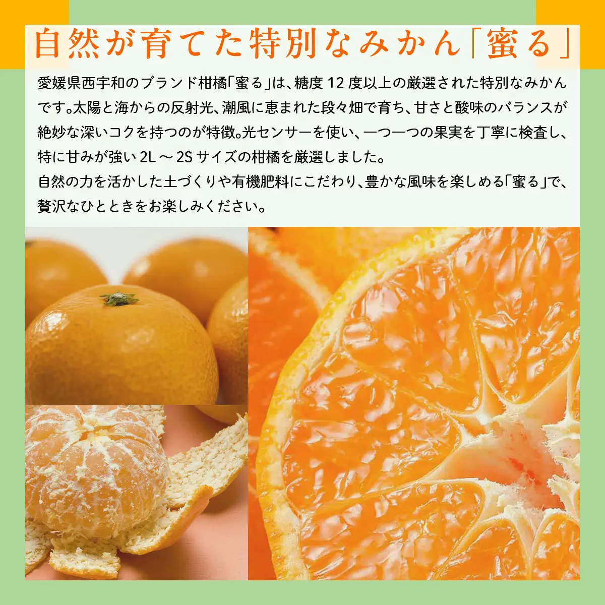 JAにしうわ みつる共選 「蜜る」2.5kg（2S～2L）※離島への配送不可（2026年11月中旬より順次発送予定） 【 柑橘 ミカン みかん 蜜る 生果 】 IKTBC003