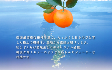 【先行予約】【贈答用】紅まどんな（生果2.5kg/L～2Lサイズ）※離島への配送不可（2026年12月上旬より順次発送予定） IKTBD002