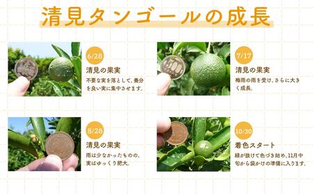 【先行予約】清見タンゴール（貯蔵・生果5kg）※離島への配送不可（2027年5月上旬～5月中旬頃より順次発送予定）  IKTBD007