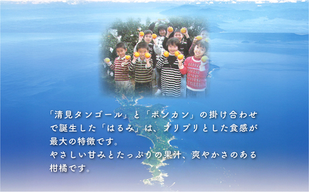 【先行予約】【数量限定】はるみ（生果5kg）※離島への配送不可（2027年1月下旬～2月上旬頃より順次発送予定） IKTBD009 | みかん みかん