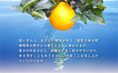 【先行予約】不知火（生果5kg）※離島への配送不可（2027年2月上旬～2月下旬頃より順次発送予定） IKTBD011