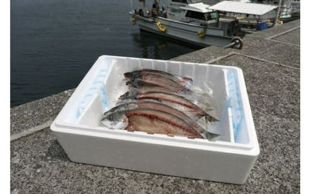 【一本釣り 匠の漁】天然三崎アジ一夜干しセット 3枚 IKTJ004