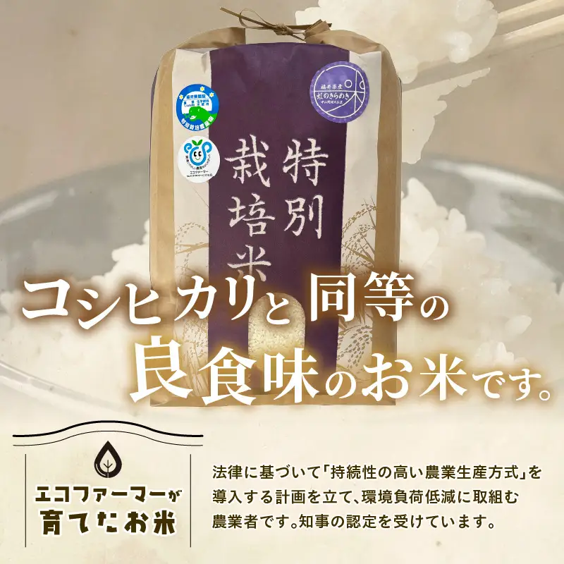 【令和7年産】化学肥料不使用 特別栽培米 虹のきらめき 精米 10kg × 1袋 / 白米 米 福井県あわら市産 美味しい 特別栽培米 減農薬 安心な米 旨味 甘み もっちり 冷蔵保管米 [aw010-a061]