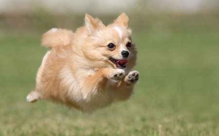 Aコース　飛行犬撮影データセット