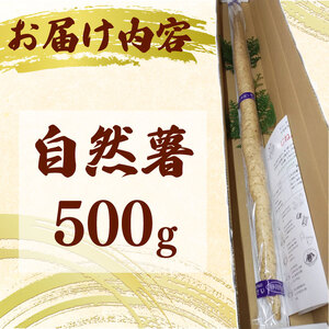 【予約受付】 自然薯 500g じねんじょ 山芋 ヤマイモ 山いも とろろ とろろ汁 国産 滋養強壮 強壮 とろろご飯 ご飯のお供 美味しい おいしい 自宅用 家庭用 贈答用 贈答 贈り物 ギフト やまあい農園 静岡県 牧之原市