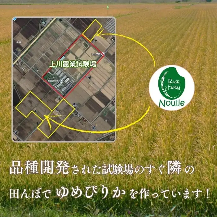 令和7年産【農業生産法人ノウリエ】北海道産 ゆめぴりか 玄米 10kg【11月から12月上旬発送】米 お米 北海道米 特Aランク 国産 コメ 北海道 比布町 ぴっぷ