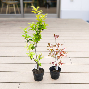 BS180_シンボルツリーセット 花 苗 植物 家庭菜園 花壇 プランター ガーデニング