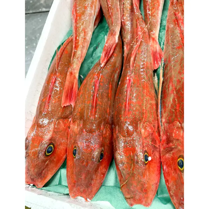 【12回定期便】大田市からお届け！旬のお魚セット【鮮魚 約5kg 定期便 12回 月1回 冷蔵 旬 魚 さかな 天然 天然魚 新鮮 地魚 産地直送 水揚げ次第発送 おまかせ セット 詰め合わせ お取り寄せ 大田市 和江漁港】