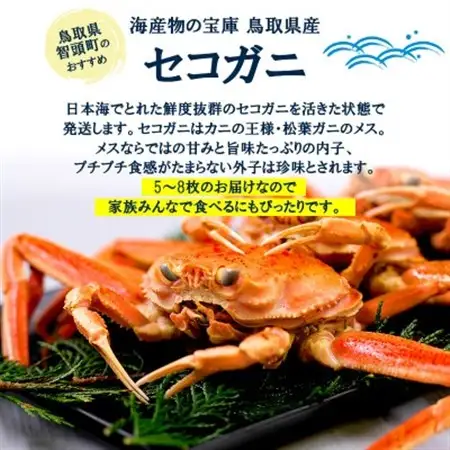 【新物とれたて】せこがに セイコガニ 活生 姿 約1kg 5～8枚 松葉ガニのメス 鳥取県【配送不可地域：離島・北海道・沖縄県・東北・関東・信越、北陸・東海・九州】【1539344】