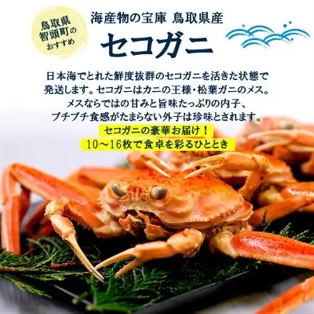 【新物とれたて】せこがに セイコガニ 活生 姿 約2kg 10～16枚 松葉ガニのメス 鳥取県【配送不可地域：離島・北海道・沖縄県・東北・信越、北陸】【1609698】