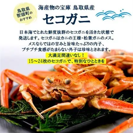 【新物とれたて】せこがに セイコガニ 活生 姿 約3kg 15～24枚 松葉ガニのメス 鳥取県【配送不可地域：離島・北海道・沖縄県・東北・信越、北陸】【1609700】