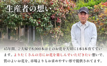 花 【先行予約・限定10セット・11月中旬～3月下旬配送】キンギョソウ（20本前後）| 花 花 花 花 花 花 | 010-005