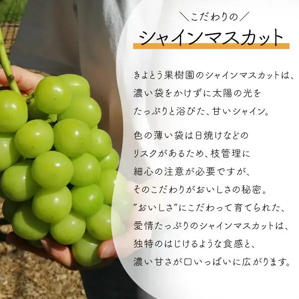 シャインマスカット 岡山県産シャインマスカット＆生産者いちおしぶどう2房入計1.0kg～ 【KF-B010-04】