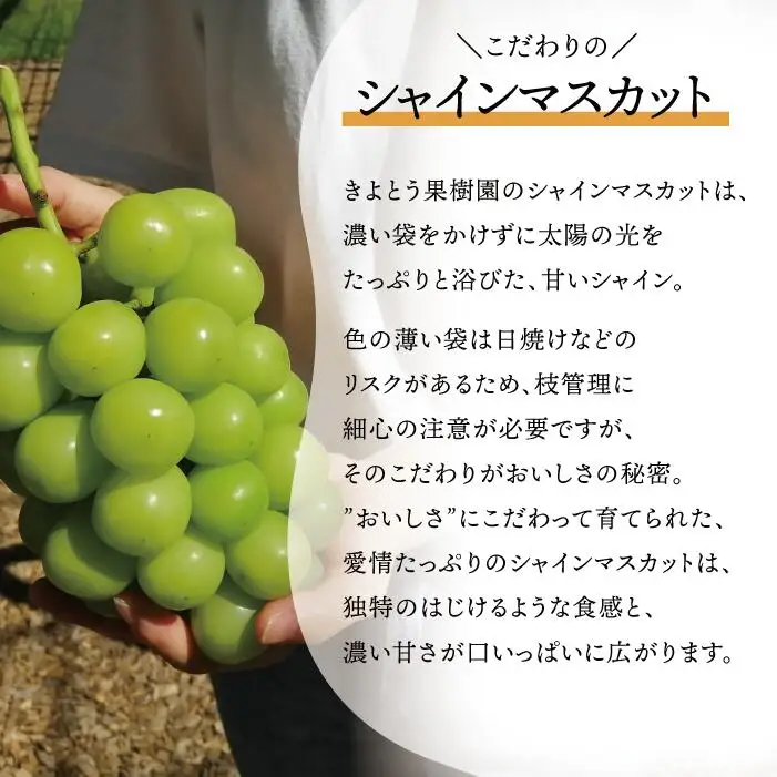 シャインマスカット 岡山県産シャインマスカット&おまかせぶどう特大2房計1.3kg～ 【KF-B022-02】