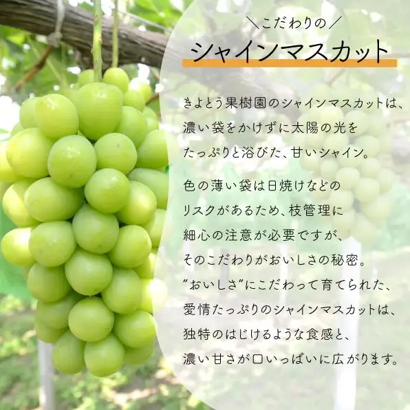 岡山県産 シャインマスカット入り3品種詰め合わせ 計1.8kg～ 【KF-B030-02】