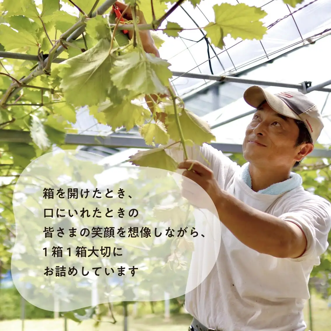 岡山県産 特選 ぶどう 紫苑 2房（計1.3kg～） きよとうファーム 【KF-B036-03】