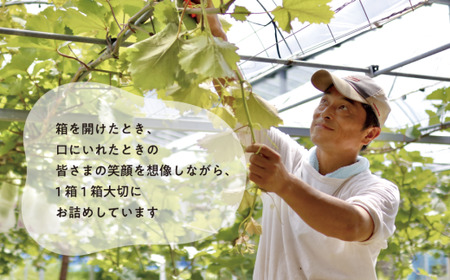 ぶどう 岡山県産 特選ぶどう紫苑3-5房2.4kg～ 【KF-B046-03】