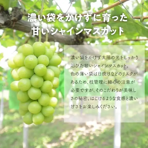 シャインマスカット 岡山県産大粒シャインマスカット1房700g～ 【KF-B060-03】