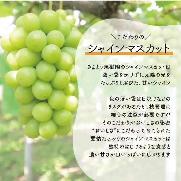 ぶどう 岡山県産シャインマスカットとニューピオーネのぶどうセット3-5房計2.0kg～ 【KF-B070-03】