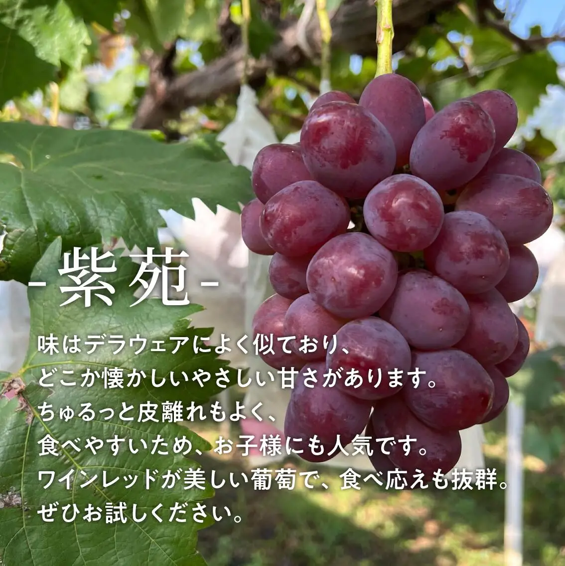 訳あり ぶどう 岡山県産 ご家庭用ぶどう紫苑(しえん)約2.2kg 【KF-B085-03】