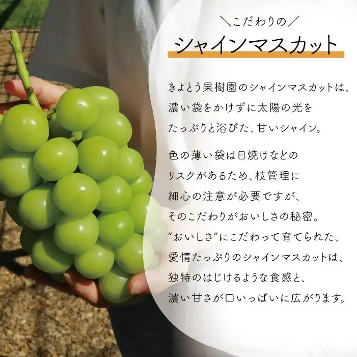 ピオーネ シャインマスカット 岡山県産ぶどう 上級シャインマスカット＆ピオーネ食べ比べ特大2房計1.3kg～ 【KF-B087-02】