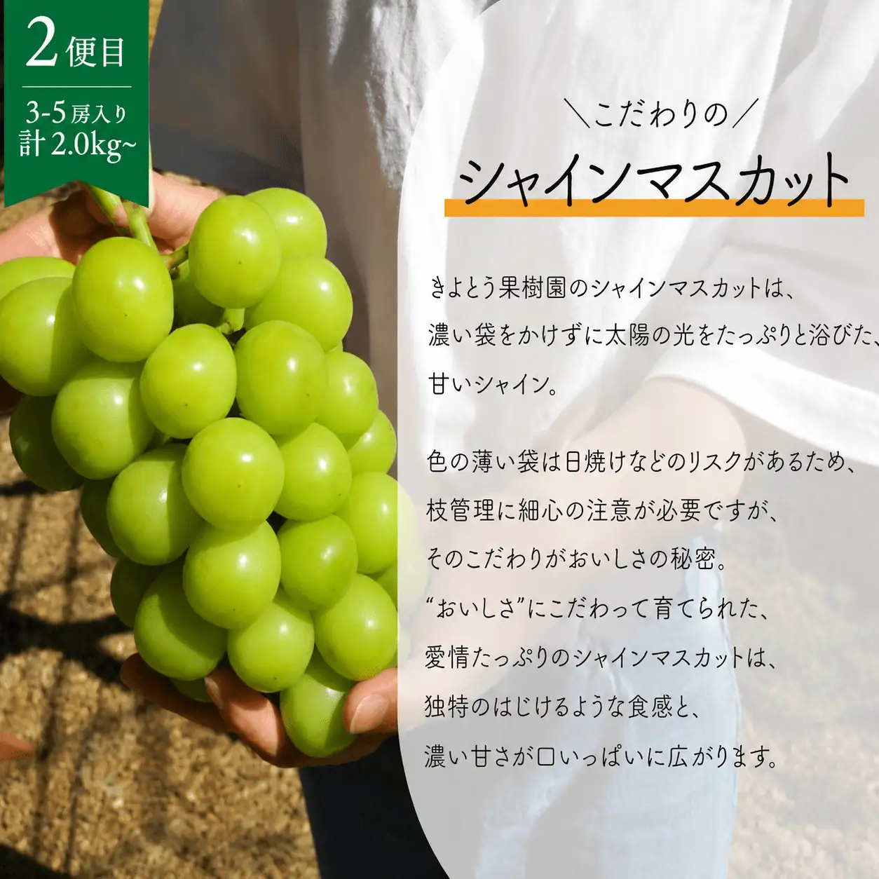 ピオーネとシャインマスカット、たっぷり2kgの2回便！(定期便) (岡山県産)【KF-T005-04】