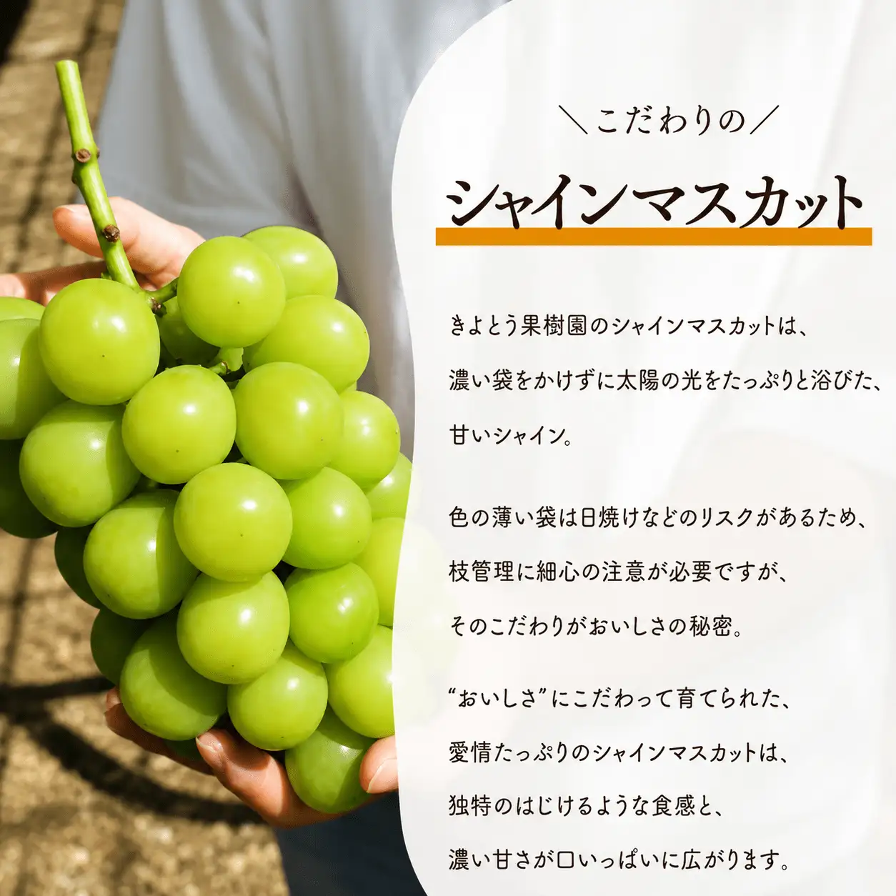 【二回定期便 】 シャインマスカット 岡山県産特大シャインマスカット２房×２回/全便計2.6kg～ 【KF-T044-03】
