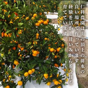 訳あり ポンカン【先行予約】2027年1月下旬より発送 みかん 5kg