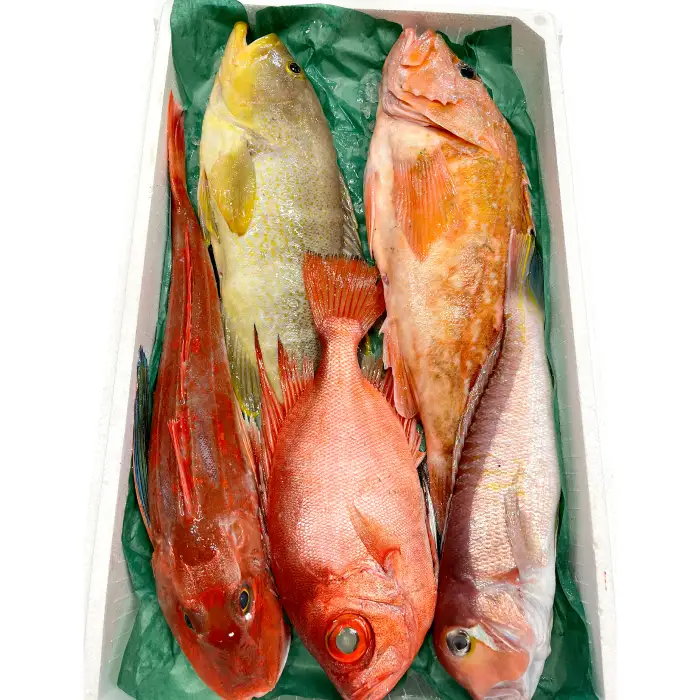 旬の鮮魚ＢＯＸお任せセット（松）【鮮魚 約5kg 冷蔵 旬 魚 さかな 天然 天然魚 新鮮 地魚 産地直送 水揚げ次第発送 おまかせ セット 詰め合わせ お取り寄せ 大田市 和江漁港】