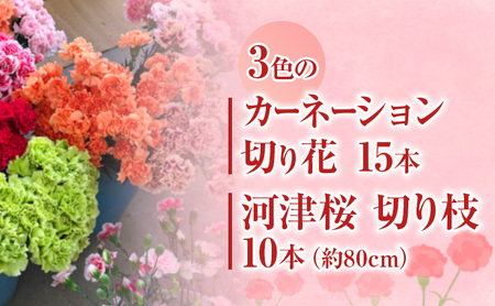 河津町特産 カーネーション 15本 河津桜 10本 生花 切り枝セット 1月下旬～2月中旬発送