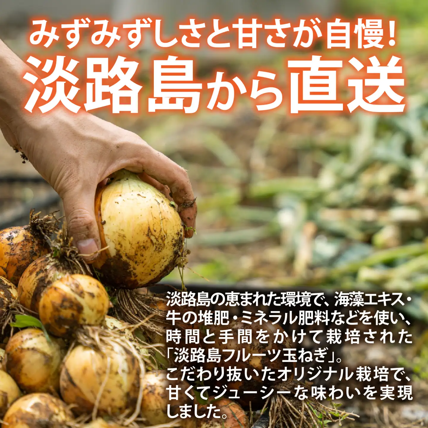 淡路島産 熟成フルーツ玉ねぎ 8kg【サイズ色々】 / 玉ねぎ