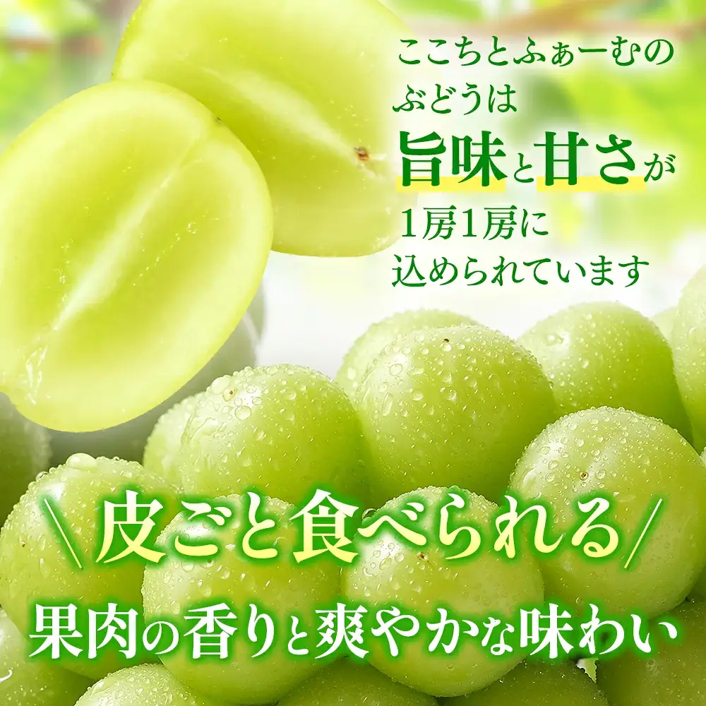 除草剤不使用の朝採れシャインマスカット 家庭用約2kg シャインマスカット フルーツ 【koko003-02】
