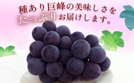 種あり 巨峰 ブドウ (訳あり) 約3kg (約7～12房)  | ぶどう 果物 フルーツ 果実 訳あり 家庭用 産地直送 大分県産 九州産 大分県 中津市
