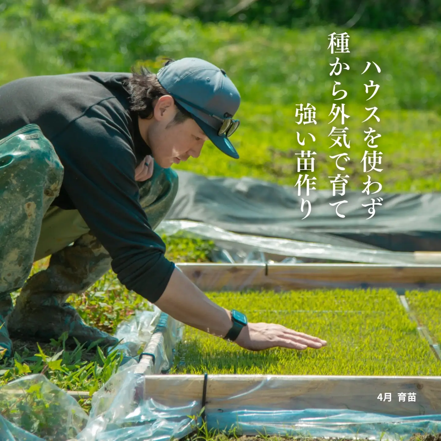 コシヒカリ 白米 5kg | 新潟県 佐渡市 コシヒカリ