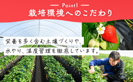 いちご（とちあいか） 290g×10パック 2.9kg以上 ｜  ※2026年11月～発送