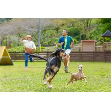 わんダフルネイチャーヴィレッジ ドッグパークエリアご招待券 4枚【1391294】