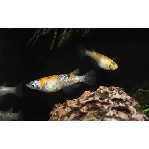 メダカ「三色ラメ」2ペア