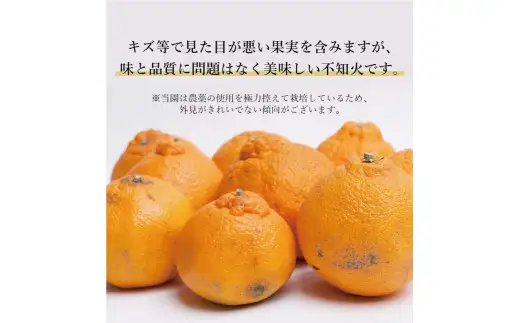 不知火 家庭用 10kg+250g（痛み補償分）/ みかん 訳あり しらぬい 光センサー 選別 デコポン 柑橘 晩柑 和歌山 甘い 24000円 / ※2027年2月上旬～4月上旬ごろに順次発送予定 ※北海道・沖縄・離島への配送不可 【ikd010-c-10C】