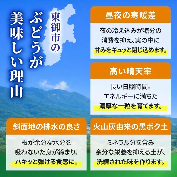 【先行受付2026年発送】東御市産シャインマスカット2房【秋お届け】大粒 高評価 信州