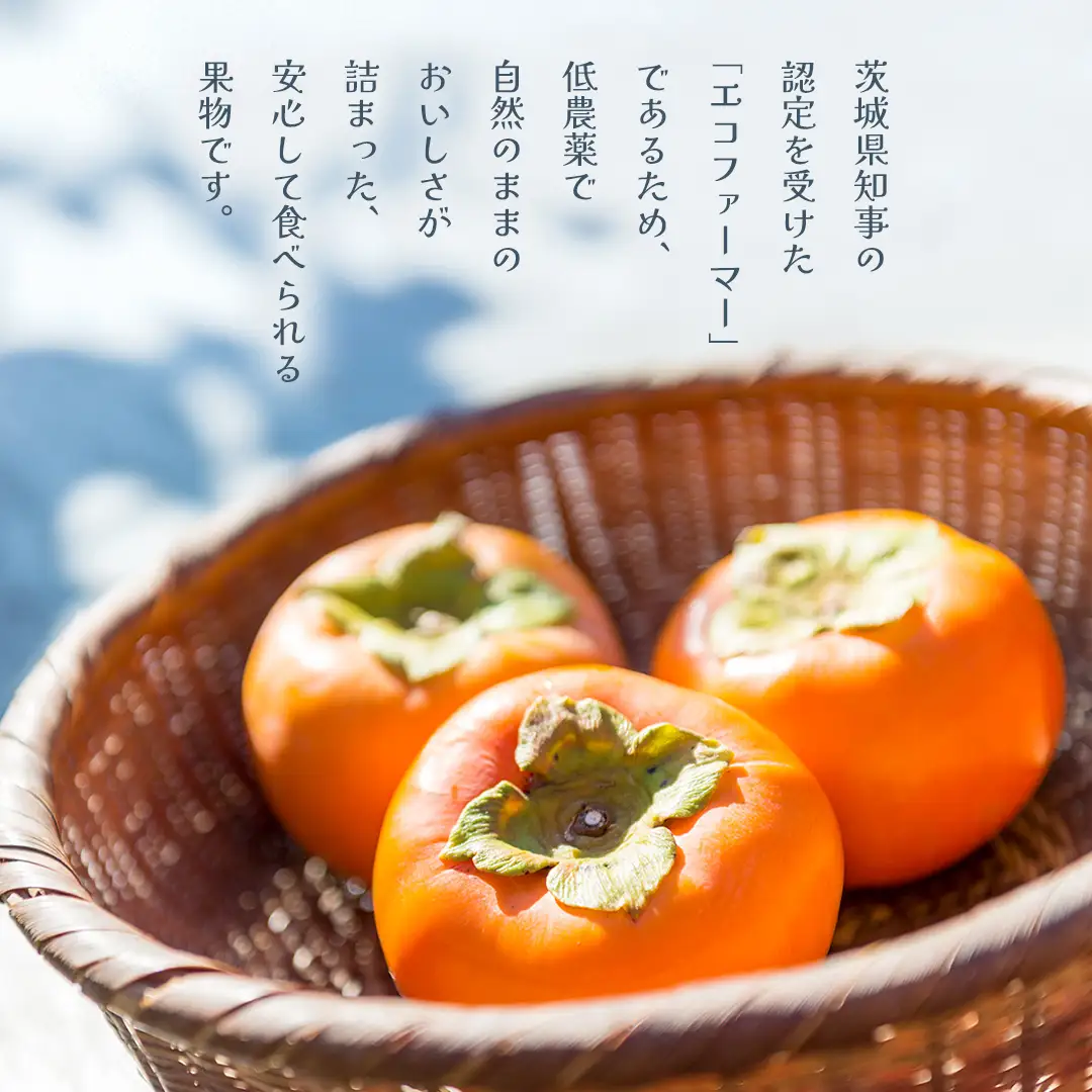 富有柿 12～16玉（茨城県共通返礼品：かすみがうら市） 【2026年11月中旬発送開始】 柿 かき 富有カキ ( 1箱 ) 果物 フルーツ くだもの カキ 富有かき 秋 旬 発送 産地直送 農家直送 産直 茨城県 [FF003sa]	