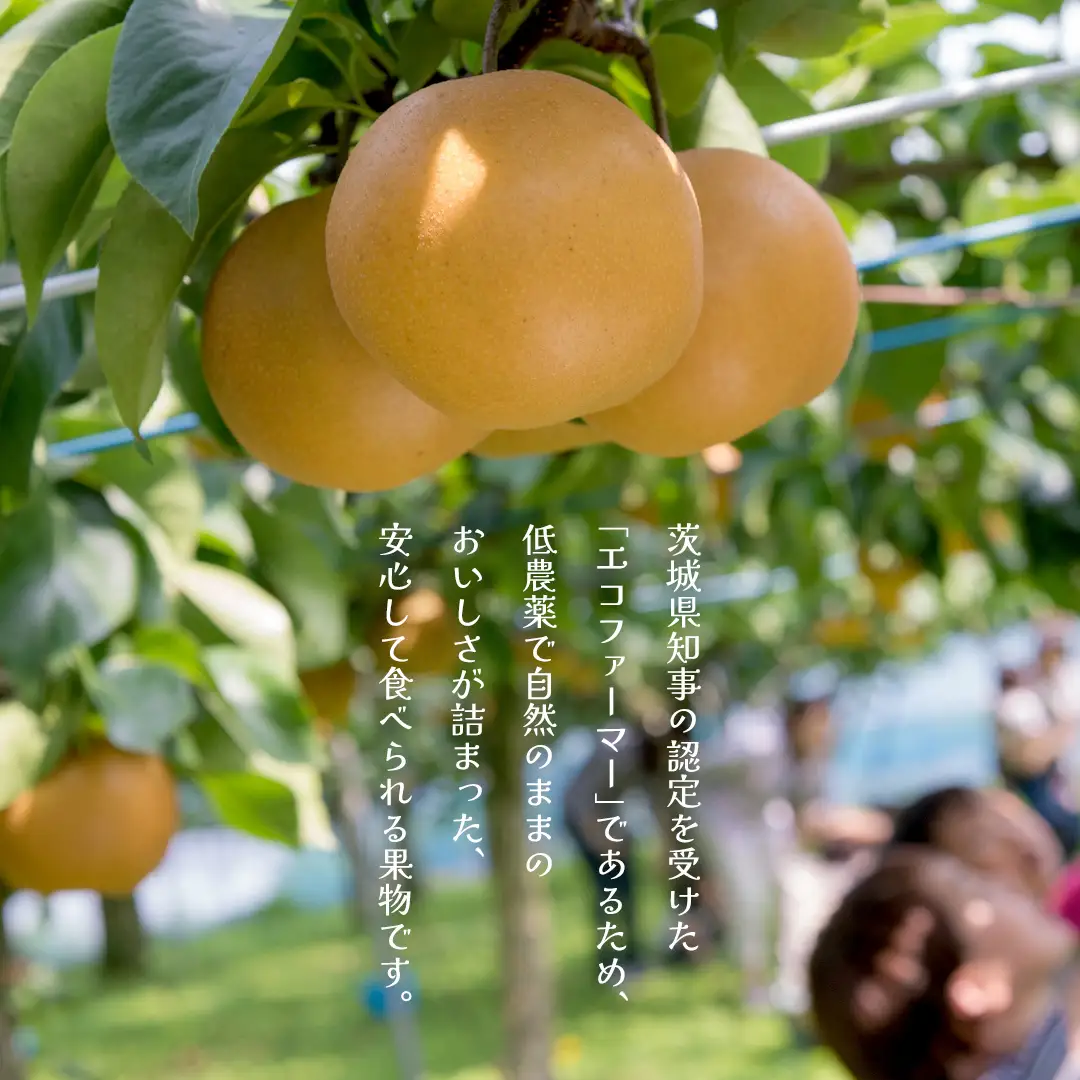 【ふるなびWEEK対象】豊水 約5kg（茨城県共通返礼品：かすみがうら市） 2026年9月上旬発送開始 梨 数量限定 なし ナシ フルーツ 果物 旬 産地直送 [FF004sa]