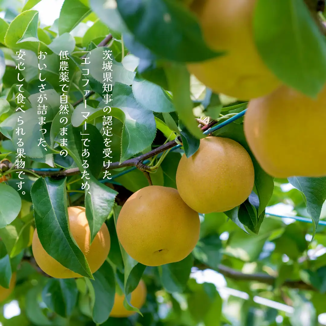 【ふるなびWEEK対象】新高 約5kg（茨城県共通返礼品：かすみがうら市） 【2026年9月中旬発送開始】 梨 数量限定 なし ナシ フルーツ 果物 旬 産地直送 [FF005sa]	