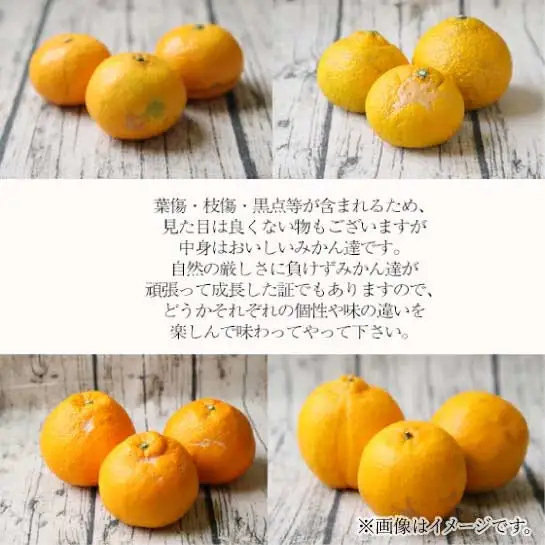 大谷 伊予柑 約 4kg 家庭用 果物 矢野青果 果物 B012-171041