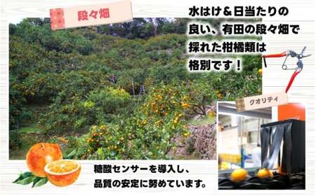 カラマンダリン 2.5kg+250g （傷み補償分） 家庭用 / カラ カラオレンジ カラみかん 南津海 なつみ 訳あり 和歌山 有田 柑橘 晩柑 ※4月上旬〜5月に順次発送 ※北海道・沖縄・離島への配送不可 【ikd015-c-2d5】