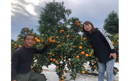 まちなが家族農園の小玉みかん 3.5kg みかん ミカン 蜜柑 たらみかん 太良みかん 温州みかん 完熟みかん 甘熟 柑橘 国産 佐賀県産 太良町 こだわり 産地直送 贈答品 詰め合わせ 極甘 M119x1 【2026年10月下旬～2027年1月下旬発送予定】